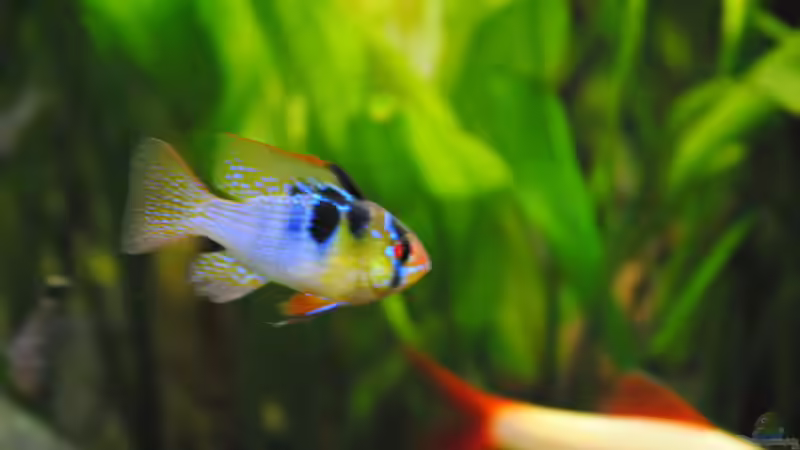 Besatz im Aquarium Amazonas von Amazonas33 (15)