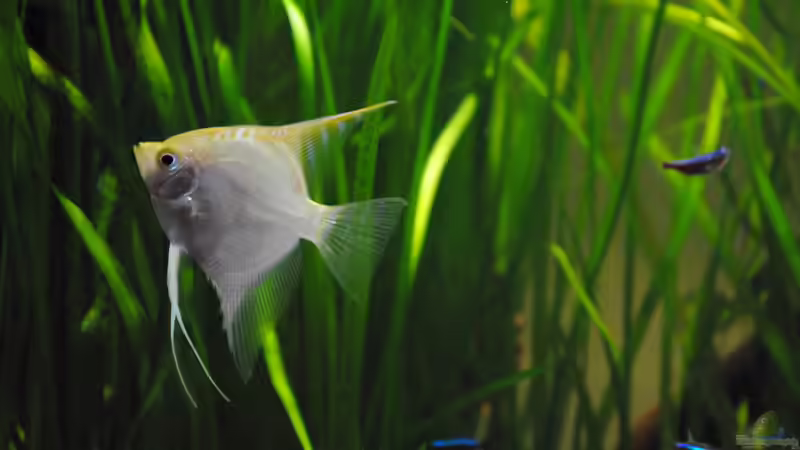 Besatz im Aquarium Amazonas von Amazonas33 (19)