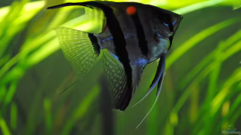 Besatz im Aquarium Amazonas von Amazonas33 (20)