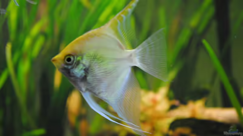 Besatz im Aquarium Amazonas von Amazonas33 (21)