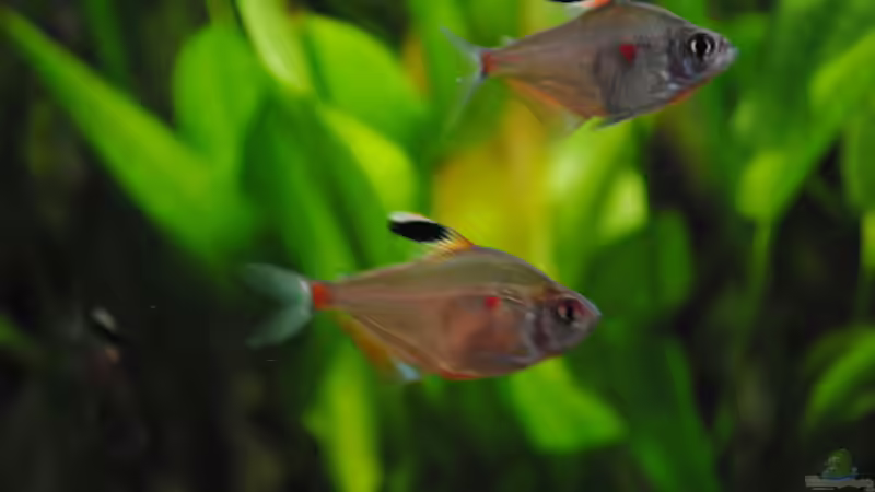 Besatz im Aquarium Amazonas von Amazonas33 (23)