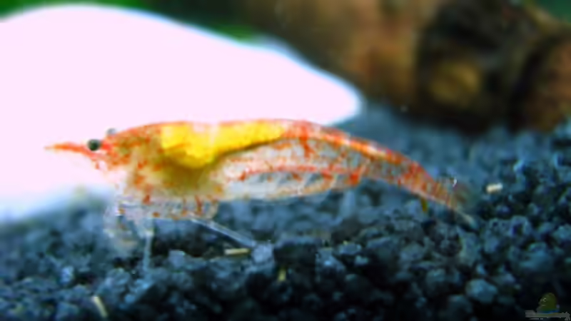 Besatz im Aquarium Amazonas von Aquarium-Bochum (13)