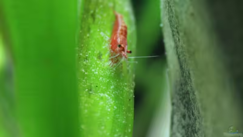 Besatz im Aquarium Amazonas von Benny Visconti (19)