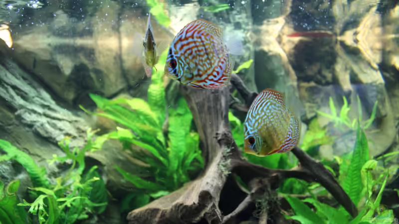 Besatz im Aquarium Amazonas von Benny Visconti (21)