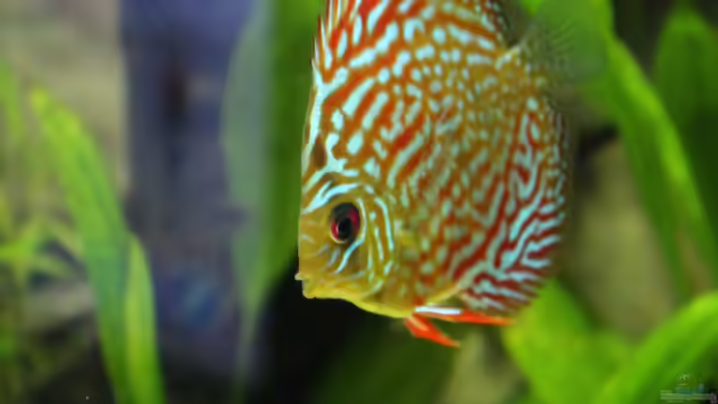 Besatz im Aquarium Amazonas von Benny Visconti (23)