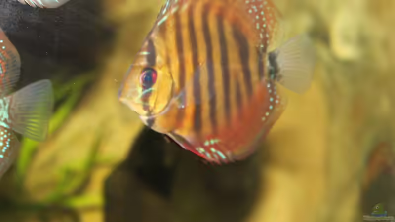 Besatz im Aquarium Amazonas von Benny Visconti (24)