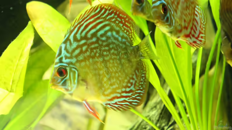 Besatz im Aquarium Amazonas von Benny Visconti (25)