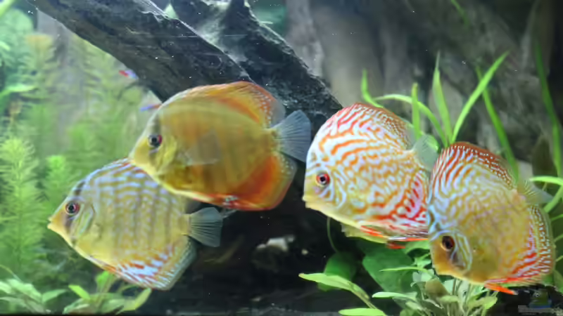 Besatz im Aquarium Amazonas von Benny Visconti (26)