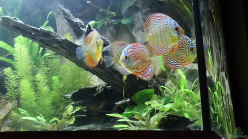 Besatz im Aquarium Amazonas von Benny Visconti (27)