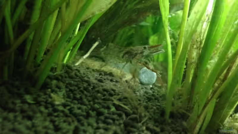 Besatz im Aquarium Amazonas von Benny Visconti (30)