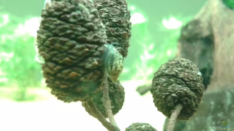 Besatz im Aquarium Amazonas von er1301 (28)