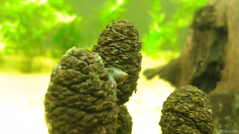 Besatz im Aquarium Amazonas von er1301 (29)