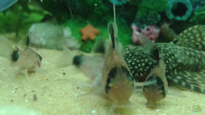 Besatz im Aquarium Amazonas von er1301 (39)