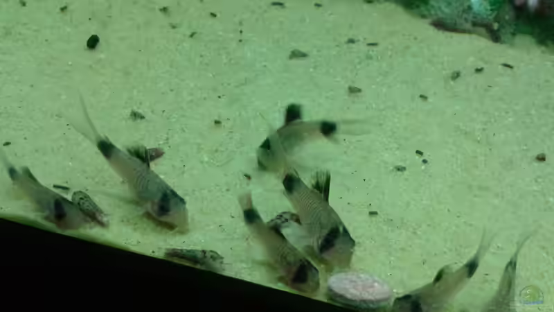 Besatz im Aquarium Amazonas von er1301 (40)