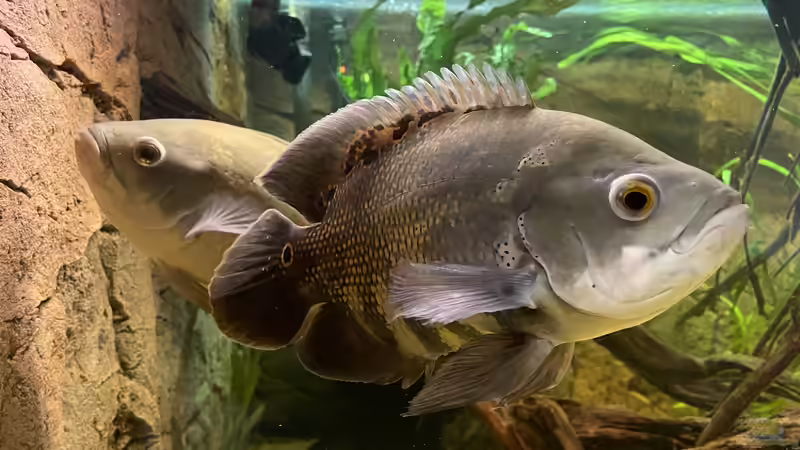 Besatz im Aquarium Amazonas von Heini07 (5)