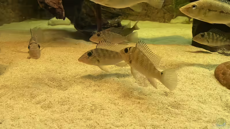 Besatz im Aquarium Amazonas von Heini07 (7)