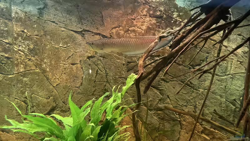 Besatz im Aquarium Amazonas von Heini07 (8)