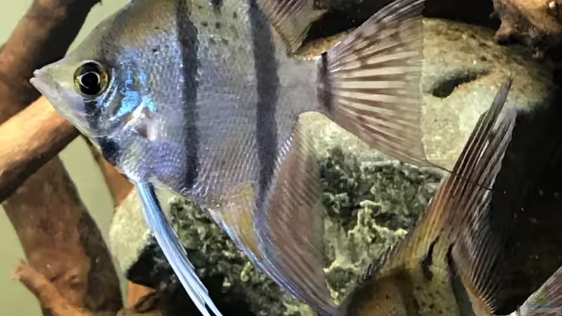 Besatz im Aquarium Amazonas-Welsbecken von MaFu (31)