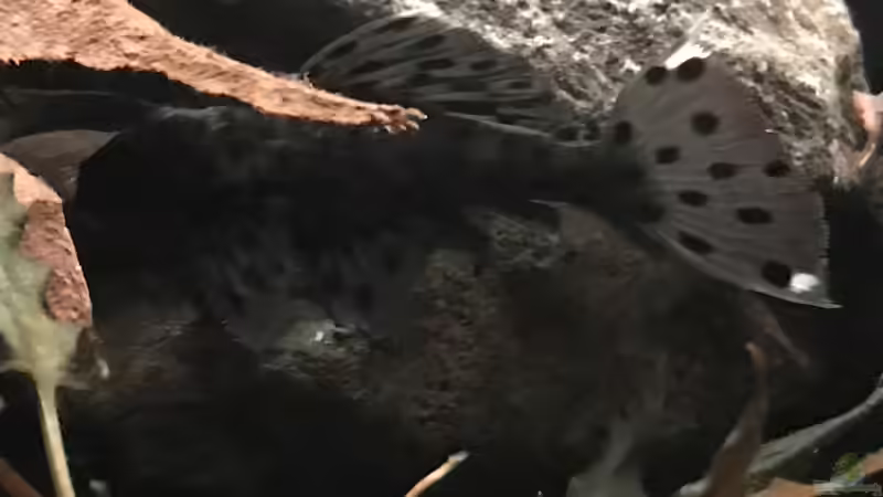 Besatz im Aquarium Amazonas-Welsbecken von MaFu (35)