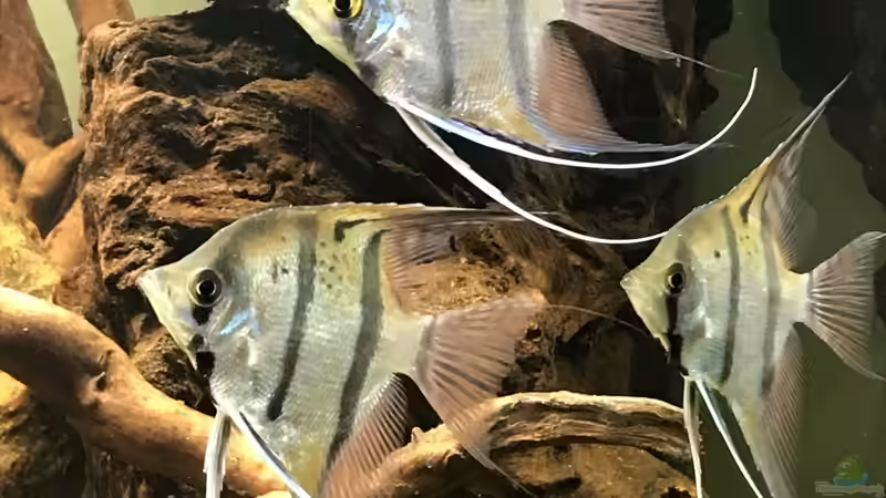 Besatz im Aquarium Amazonas-Welsbecken von MaFu (37)