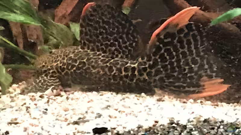 Besatz im Aquarium Amazonas-Welsbecken von MaFu (39)