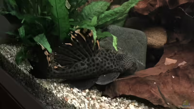 Besatz im Aquarium Amazonas-Welsbecken von MaFu (40)