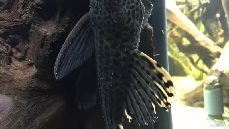 Besatz im Aquarium Amazonas-Welsbecken von MaFu (41)