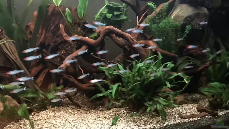 Besatz im Aquarium Amazonas-Welsbecken von MaFu (42)