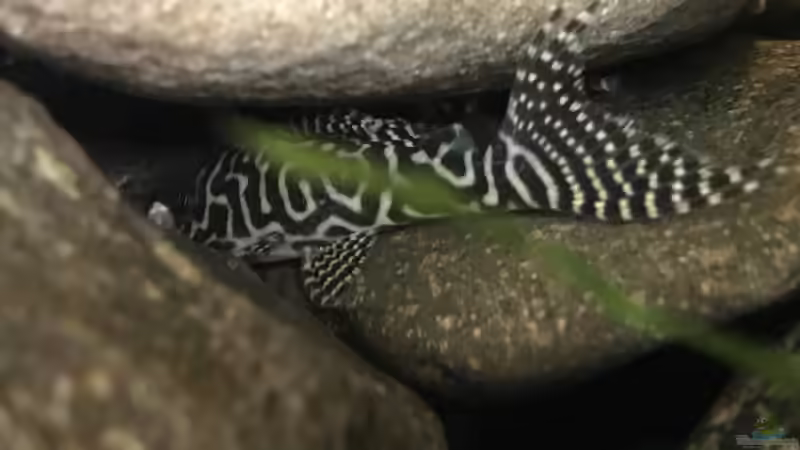 Besatz im Aquarium Amazonas-Welsbecken von MaFu (43)