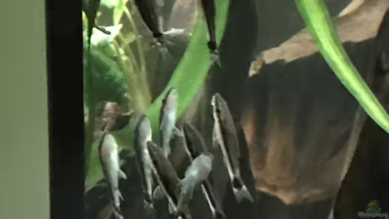 Besatz im Aquarium Amazonas-Welsbecken von MaFu (45)