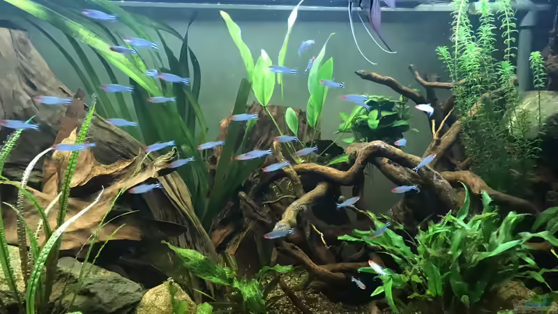 Besatz im Aquarium Amazonas-Welsbecken von MaFu (47)