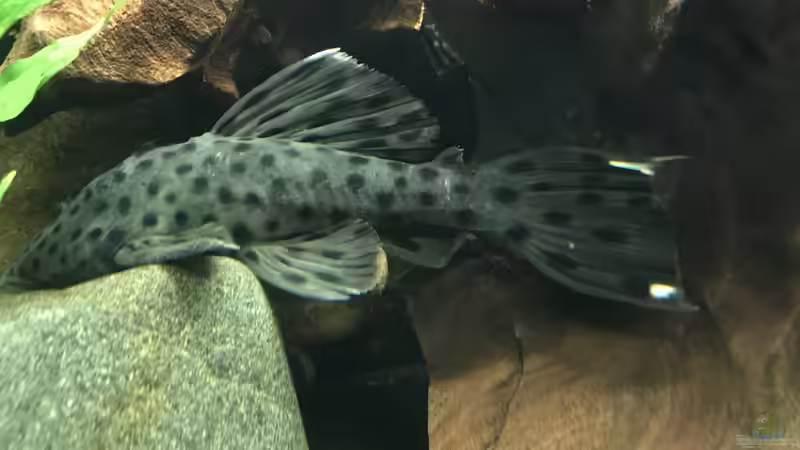 Besatz im Aquarium Amazonas-Welsbecken von MaFu (48)