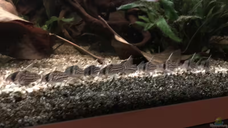 Besatz im Aquarium Amazonas-Welsbecken von MaFu (49)