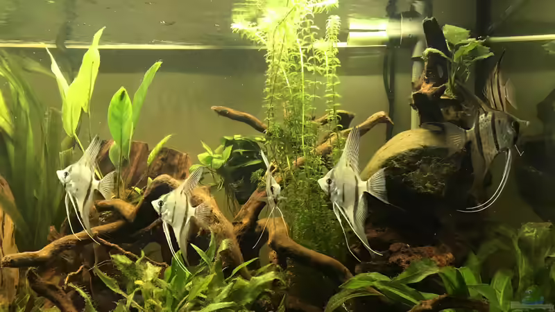 Besatz im Aquarium Amazonas-Welsbecken von MaFu (50)