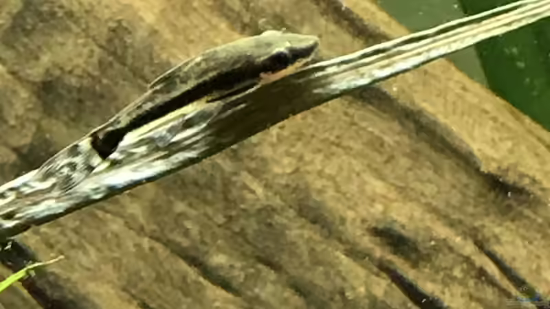 Besatz im Aquarium Amazonas-Welsbecken von MaFu (52)