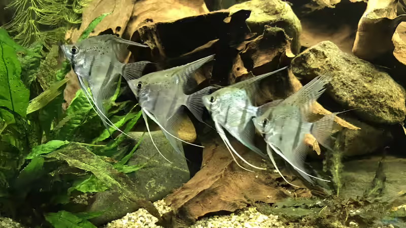 Besatz im Aquarium Amazonas-Welsbecken von MaFu (54)