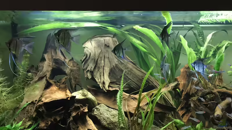 Besatz im Aquarium Amazonas-Welsbecken von MaFu (55)