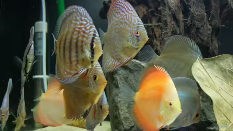 Besatz im Aquarium Amazonasdream 450 von Christoph904 (13)