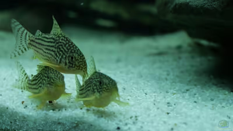 Besatz im Aquarium Amazonasdream 450 von Christoph904 (14)