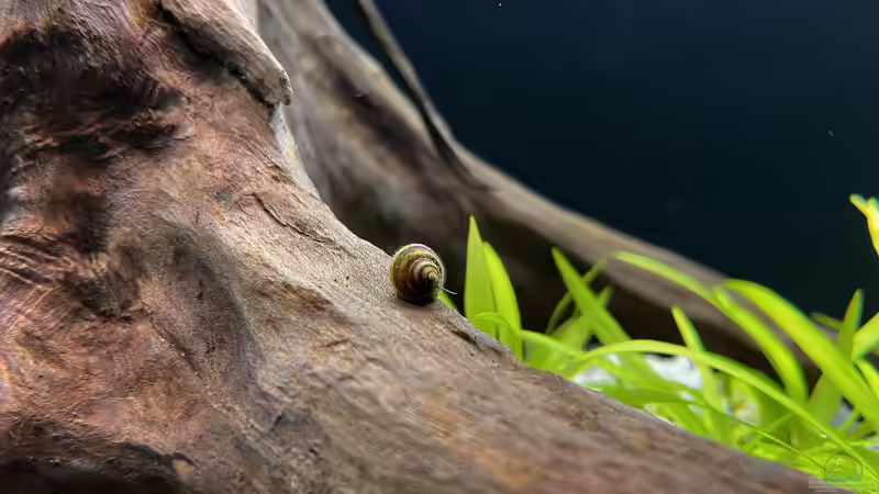 Besatz im Aquarium Amazonasfluss von MichaE (11)