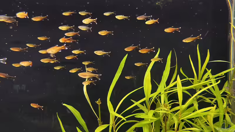 Besatz im Aquarium Amazonasfluss von MichaE (9)