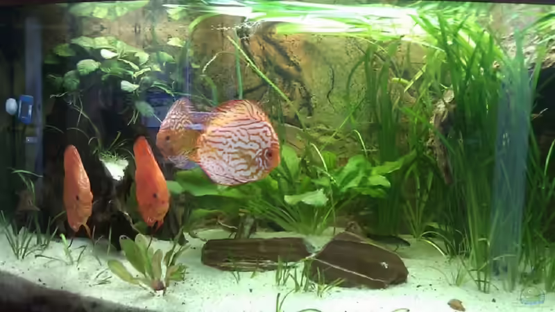 Besatz im Aquarium Amazonashabitat von LockHeed (19)