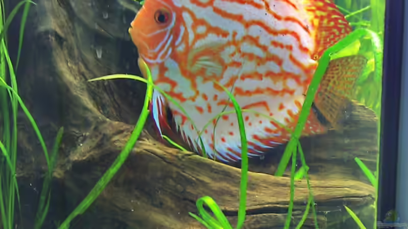 Besatz im Aquarium Amazonashabitat von LockHeed (22)