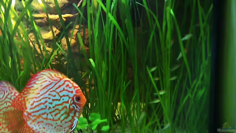 Besatz im Aquarium Amazonashabitat von LockHeed (24)