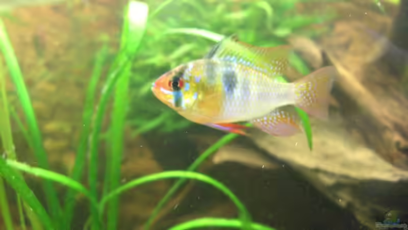 Besatz im Aquarium Amazonashabitat von LockHeed (26)