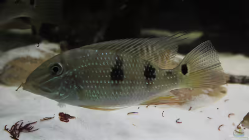 Besatz im Aquarium Amazonasufer von AmazonasFelix (15)