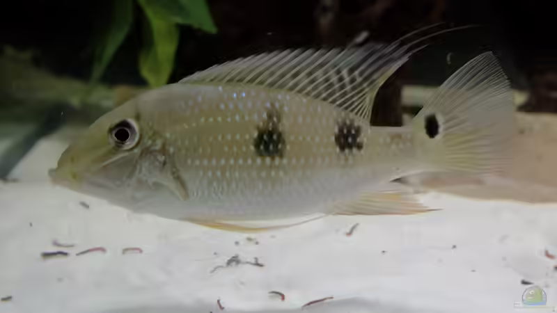 Besatz im Aquarium Amazonasufer von AmazonasFelix (16)