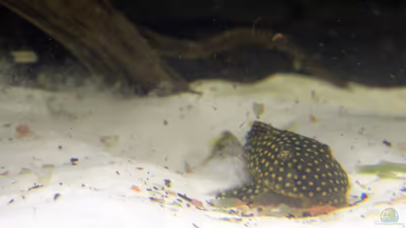 Besatz im Aquarium Amazonasufer von AmazonasFelix (17)