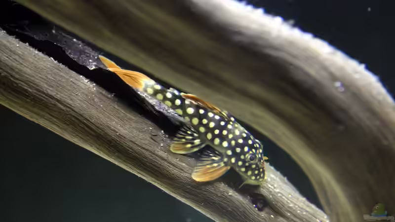 Besatz im Aquarium Amazonasufer von AmazonasFelix (19)