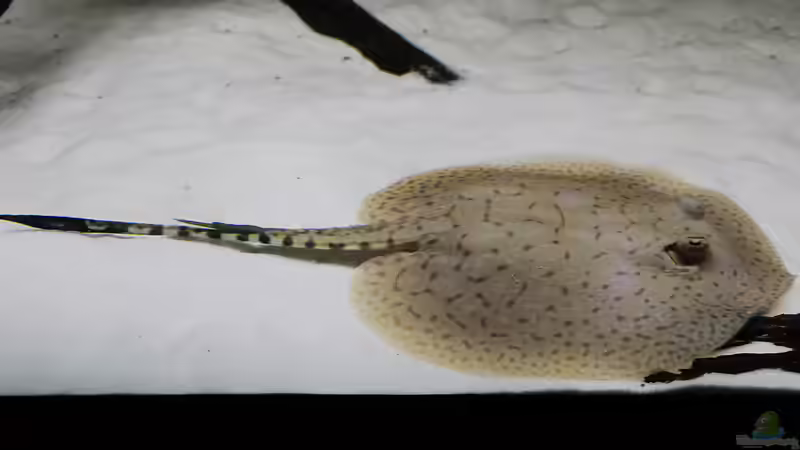 Besatz im Aquarium Amazonasufer von AmazonasFelix (22)